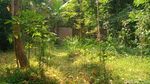 Potret Kampung Mati di Prambanan Sleman, Jejak Bisu Gempa 2006