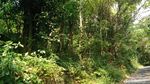 Potret Kampung Mati di Prambanan Sleman, Jejak Bisu Gempa 2006
