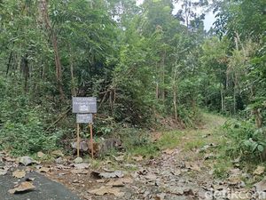 Menyusuri Kampung Mati di Prambanan Sleman Imbas Gempa 2006 Kini Jadi Hutan