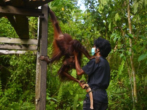 Perjalanan Bagus, Eboni dan Ruby