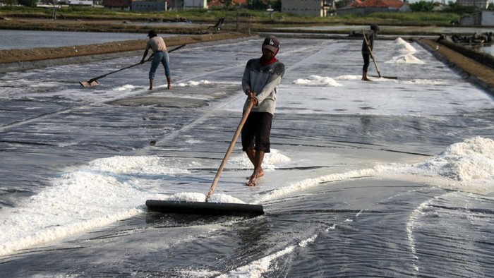 Sejumlah petani memanen garam di tambak kawasan Panggungrejo, Pasuruan, Jawa Timur, Minggu (28/6/2026). Kemenko Bidang Pangan mendorong petambak garam rakyat untuk terlibat aktif dalam menyukseskan agenda swasembada garam nasional 2027 melalui perbaikan manajemen lahan agar produktivitas serta kualitas garam meningkat dan meminta pemerintah daerah berkolaborasi dengan petambak guna mencegah alih fungsi lahan garam rakyat. ANTARA FOTO/Umarul Faruq/sgd