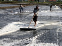 Produktivitas Tambak Garam Pasuruan Terus Digenjot