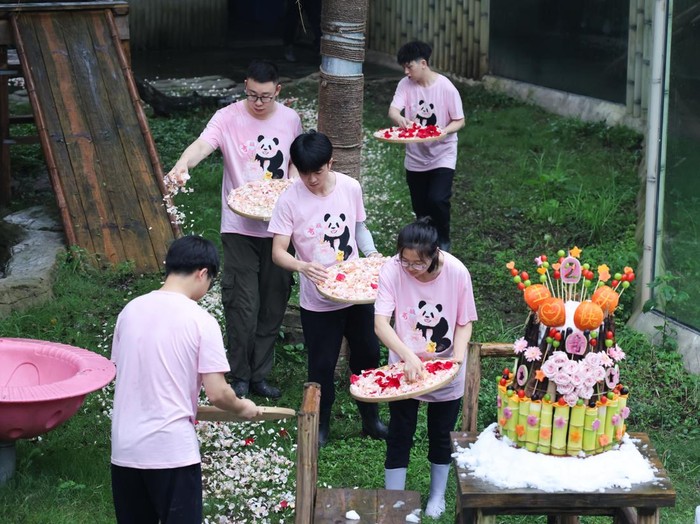 CHONGQING, CHINA - JUNE 28: Giant panda Qi Ying enjoys a specially-made cake during her second birthday celebration at Chongqing Zoo on June 28, 2026 in Chongqing, China. Chongqing Zoo prepared a stunning flower avenue and a special fruit and vegetable cake for the event, attracting crowds of fans and visitors to join in the birthday celebration. (Photo by VCG/VCG via Getty Images)