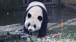 Panda Raksasa Qi Ying Rayakan Ulang Tahun Kedua