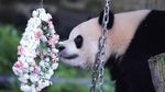 Panda Raksasa Qi Ying Rayakan Ulang Tahun Kedua