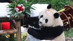 Panda Raksasa Qi Ying Rayakan Ulang Tahun Kedua