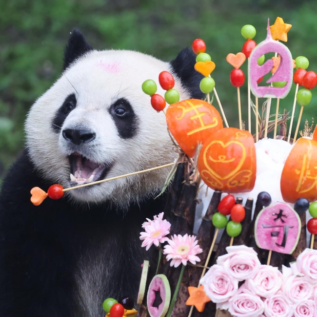 Panda Raksasa Qi Ying Rayakan Ulang Tahun Kedua