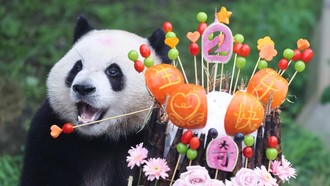 Panda Raksasa Qi Ying Rayakan Ulang Tahun Kedua