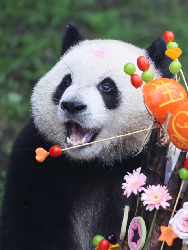 Panda Raksasa Qi Ying Rayakan Ulang Tahun Kedua