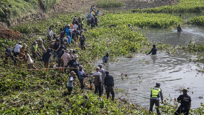 Petugas gabungan mengangkut eceng gondok di aliran sungai Citarum, Cililin, Kabupaten Bandung Barat, Jawa Barat, Senin (29/6/2026). Pemerintah Kabupaten Bandung Barat melakukan aksi pengendalian dan pembersihan eceng gondok yang menutupi permukaan sungai tersebut sebagai upaya menjaga kualitas air dan ekosistem sungai serta mencegah pendangkalan. ANTARA FOTO/Abdan Syakura/YU