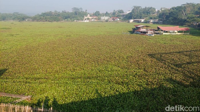 Eceng Gondok di Sungai Citarum