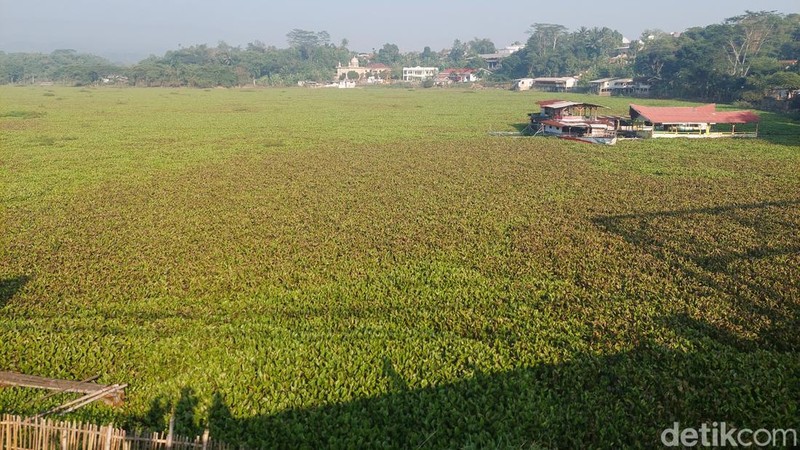 Eceng Gondok di Sungai Citarum