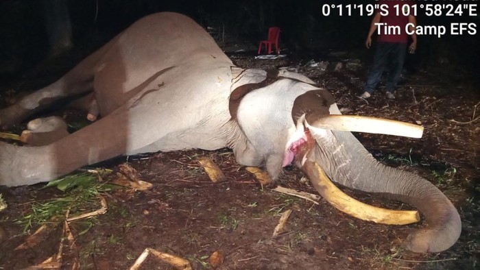 Gajah Indro mati di TNTN Pelalawan. (Dok Balai TNTN)