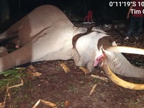 Video: Gajah Mitigasi Konflik Indro Mati di TN Tesso Nilo