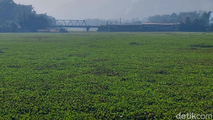 Hamparan eceng gondok di Sungai Citarum KBB kian meluas dibersihkan petugas