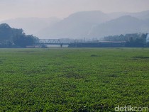 Pulau Eceng Gondok di Sungai Citarum yang Kian Rapat dan Meluas