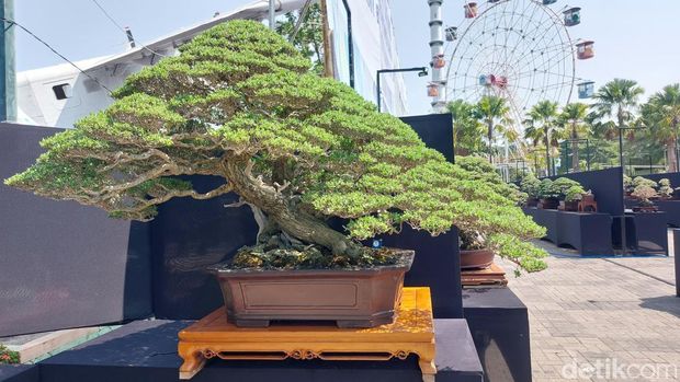 Pameran bonsai di Alun-alun Lamongan Pameran bonsai di Alun-alun Lamongan. Ada bonsai yang pernah ditawar hingga Rp 1 miliar tapi tidak dilepas.
