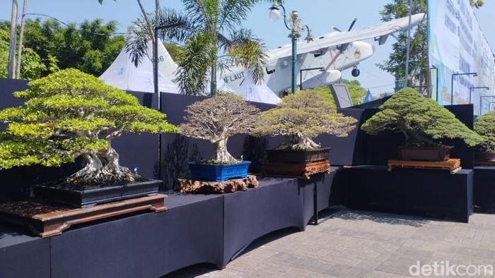 Pameran bonsai di Alun-alun Lamongan. Ada bonsai yang pernah ditawar hingga Rp 1 miliar tapi tidak dilepas.
