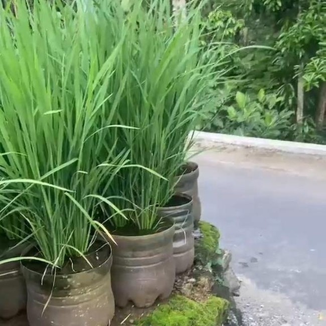 Potret Sawah dari Ratusan Galon di Pekarangan Pak Dukuh Gunungkidul