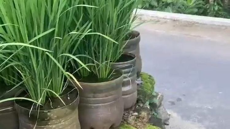Potret Sawah dari Ratusan Galon di Pekarangan Pak Dukuh Gunungkidul