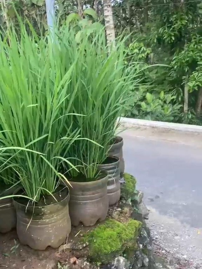 Potret Sawah dari Ratusan Galon di Pekarangan Pak Dukuh Gunungkidul