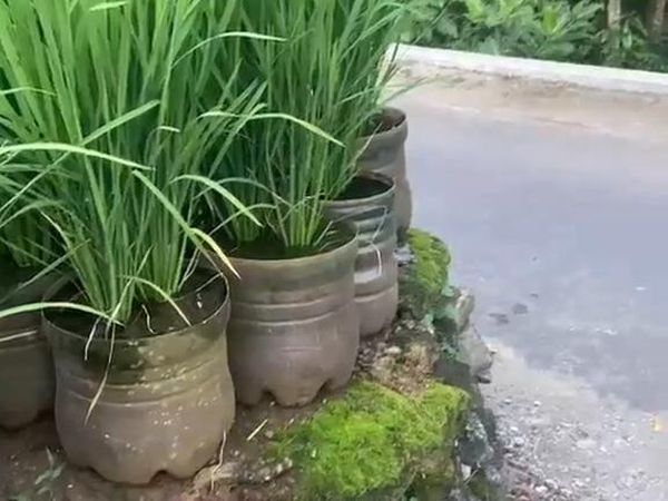 Potret Sawah dari Ratusan Galon di Pekarangan Pak Dukuh Gunungkidul