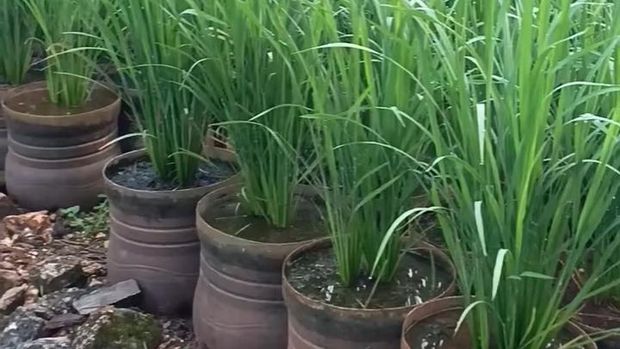 Penampakan ratusan galon disulap jadi media tanam padi milik Dukuh Ngelorejo, Gari, Wonosari, Gunungkidul, Susanto. Penampakan ratusan galon disulap jadi media tanam padi milik Dukuh Ngelorejo, Gari, Wonosari, Gunungkidul, Susanto.