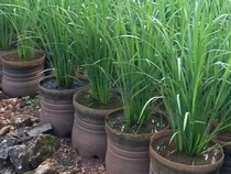 Cerita Pak Dukuh di Wonosari Berburu Galon Bekas buat Tanam Padi hingga Jogja