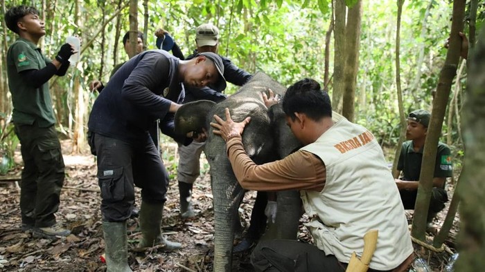 Petugas melepas jerat seling gajah di Bentang Alam Bukit Tigapuluh, Tebo, Jambi