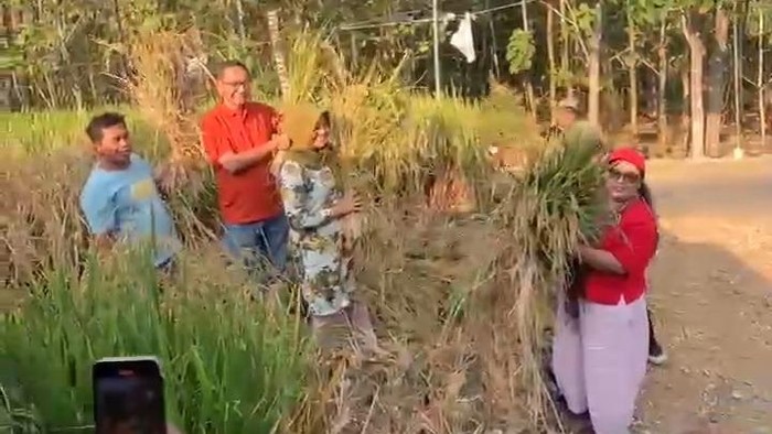 Susanto bersama Bupati Gunungkidul, Endah Subekti Kuntariningsih saat memanen sebagian tanaman padi miliknya di Ngelorejo, Gari, Wonosari, Gunungkidul.