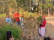 Segini Hasil Panen Padi Pakai 840 Galon Bekas Pak Dukuh