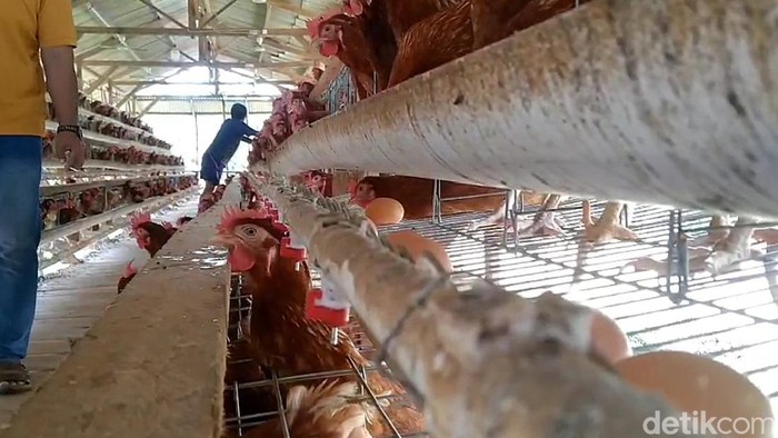 Kandang ayam petelur yang ada di Lampung Timur