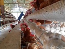 Harga Telur Tak Kunjung Naik, Peternak di Lampung Timur Khawatir Gulung Tikar