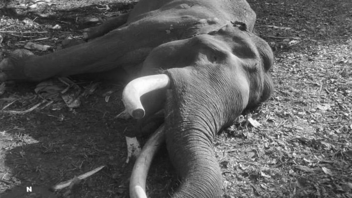 Kapten Indro, Gajah penjaga konflik di Tesso Nilo mati pada Senin, 29 Juni 2026 dini hari.