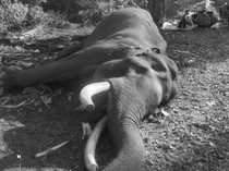 Kapolda Riau Berduka, Kapten Indro Gajah Penjaga Tesso Nilo Mati