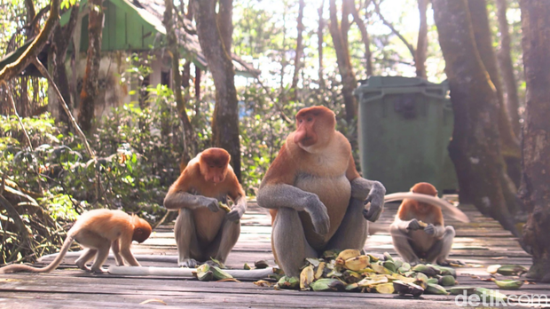 Kelompok Bekantan di Tarakan yang Dipimpin Si Jantan Rafael