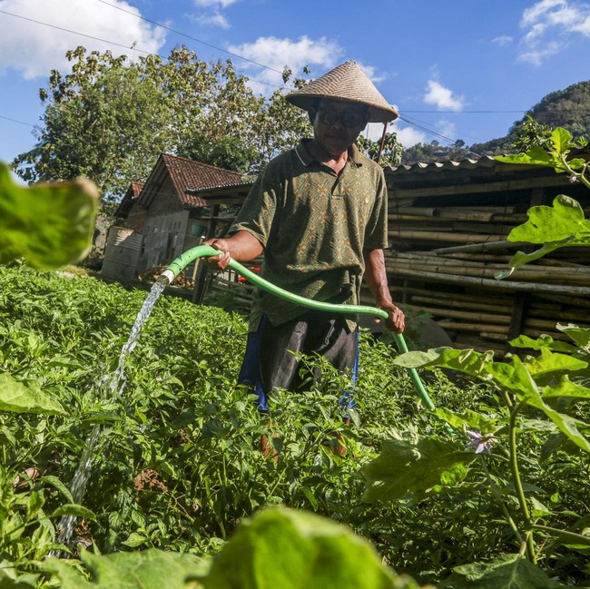Musim Kemarau Ubah Pola Tanam Petani di Bantul