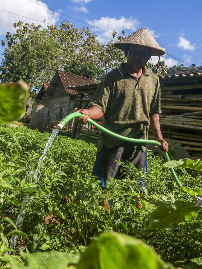 Musim Kemarau Ubah Pola Tanam Petani di Bantul