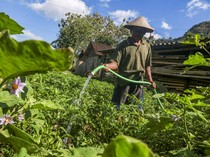 Musim Kemarau Ubah Pola Tanam Petani di Bantul