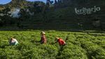 Musim Kemarau Ubah Pola Tanam Petani di Bantul