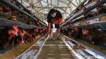 Harga Telur Terus Anjlok, Peternak Ayam Petelur Menjerit