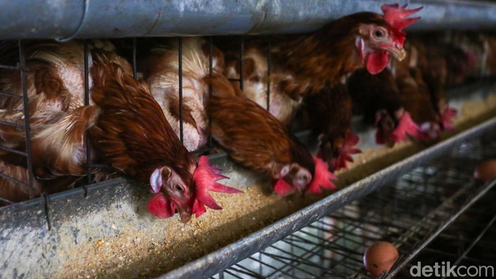 Pekerja memberi pakan ayam ras di peternakan ayam petelur di Gunung Sindur, Kabupaten Bogor, Jawa Barat, Selasa (30/6/2026).Di tengah aktivitas panen, para peternak mengaku semakin terbebani oleh kenaikan harga pakan yang terus terjadi dalam beberapa bulan terakhir.
