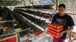 Harga Telur Terus Anjlok, Peternak Ayam Petelur Menjerit