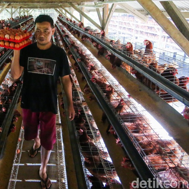 Harga Telur Terus Anjlok, Peternak Ayam Petelur Menjerit