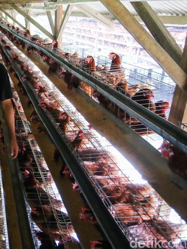 Harga Telur Terus Anjlok, Peternak Ayam Petelur Menjerit
