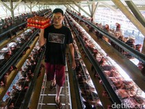 Harga Telur Terus Anjlok, Peternak Ayam Petelur Menjerit