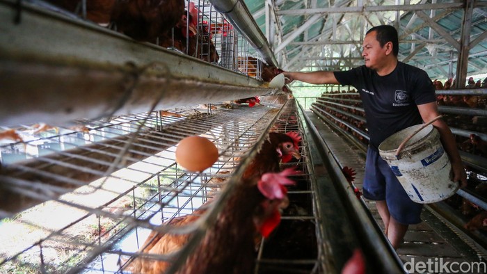 Pekerja memberi pakan ayam ras di peternakan ayam petelur di Gunung Sindur, Kabupaten Bogor, Jawa Barat, Selasa (30/6/2026).

Di tengah aktivitas panen, para peternak mengaku semakin terbebani oleh kenaikan harga pakan yang terus terjadi dalam beberapa bulan terakhir.
