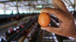 Harga Telur Terus Anjlok, Peternak Ayam Petelur Menjerit