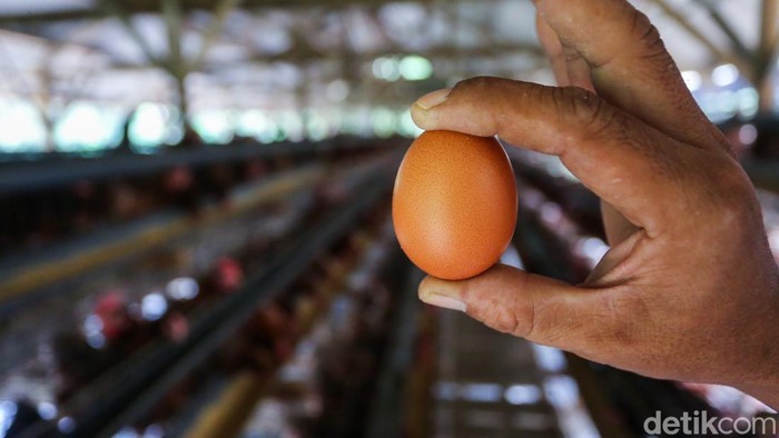 Pekerja memberi pakan ayam ras di peternakan ayam petelur di Gunung Sindur, Kabupaten Bogor, Jawa Barat, Selasa (30/6/2026).

Di tengah aktivitas panen, para peternak mengaku semakin terbebani oleh kenaikan harga pakan yang terus terjadi dalam bebe