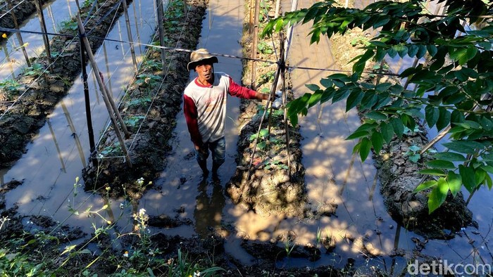 Rohman, petani mentimun di dekat Stadion Gelora Bandung Lautan Api (GBLA)